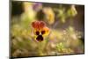 Violet Autumn Garden-Paivi Vikstrom-Mounted Photographic Print