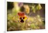 Violet Autumn Garden-Paivi Vikstrom-Framed Photographic Print