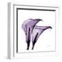 Violet Calla Twins II-Albert Koetsier-Framed Art Print