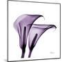 Violet Calla Twins II-Albert Koetsier-Mounted Art Print