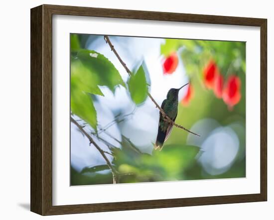 Violet-Capped Wood Nymph, Thalurania Glaucopis, Rests on a Tropical Tree Branch in Ubatuba, Brazil-Alex Saberi-Framed Premium Photographic Print