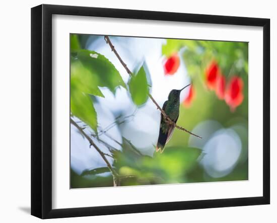 Violet-Capped Wood Nymph, Thalurania Glaucopis, Rests on a Tropical Tree Branch in Ubatuba, Brazil-Alex Saberi-Framed Premium Photographic Print