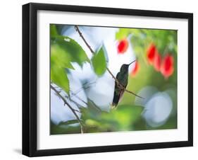 Violet-Capped Wood Nymph, Thalurania Glaucopis, Rests on a Tropical Tree Branch in Ubatuba, Brazil-Alex Saberi-Framed Premium Photographic Print