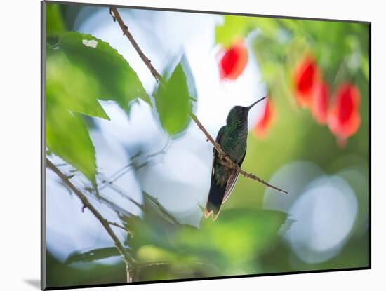 Violet-Capped Wood Nymph, Thalurania Glaucopis, Rests on a Tropical Tree Branch in Ubatuba, Brazil-Alex Saberi-Mounted Premium Photographic Print