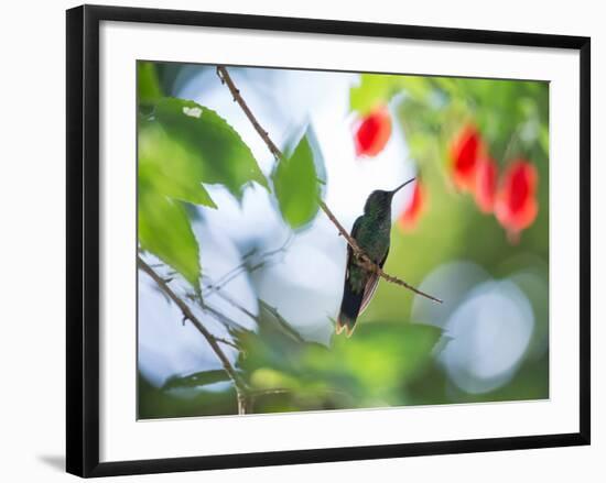 Violet-Capped Wood Nymph, Thalurania Glaucopis, Rests on a Tropical Tree Branch in Ubatuba, Brazil-Alex Saberi-Framed Photographic Print