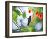 Violet-Capped Wood Nymph, Thalurania Glaucopis, Rests on a Tropical Tree Branch in Ubatuba, Brazil-Alex Saberi-Framed Photographic Print