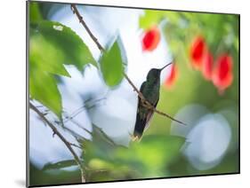 Violet-Capped Wood Nymph, Thalurania Glaucopis, Rests on a Tropical Tree Branch in Ubatuba, Brazil-Alex Saberi-Mounted Photographic Print