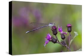 Violet Dancer Damselfly (Argia Fumipennis) Perched on Iron-Weed (Vernona Altissima), Durham-Lynn M^ Stone-Stretched Canvas