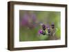 Violet Dancer Damselfly (Argia Fumipennis) Perched on Iron-Weed (Vernona Altissima), Durham-Lynn M^ Stone-Framed Photographic Print