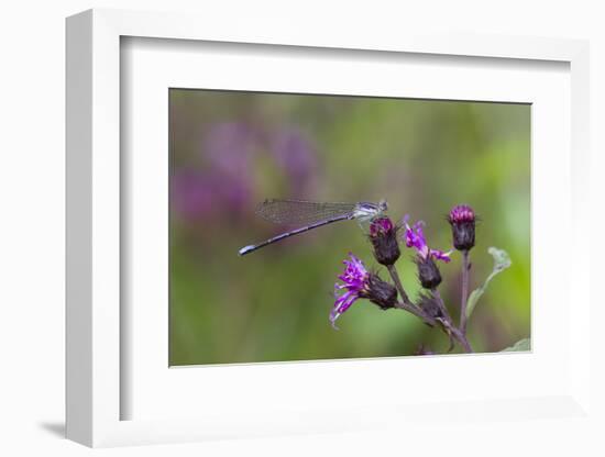 Violet Dancer Damselfly (Argia Fumipennis) Perched on Iron-Weed (Vernona Altissima), Durham-Lynn M^ Stone-Framed Photographic Print