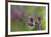 Violet Dancer Damselfly (Argia Fumipennis) Perched on Iron-Weed (Vernona Altissima), Durham-Lynn M^ Stone-Framed Photographic Print