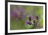 Violet Dancer Damselfly (Argia Fumipennis) Perched on Iron-Weed (Vernona Altissima), Durham-Lynn M^ Stone-Framed Photographic Print