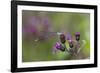 Violet Dancer Damselfly (Argia Fumipennis) Perched on Iron-Weed (Vernona Altissima), Durham-Lynn M^ Stone-Framed Photographic Print