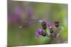 Violet Dancer Damselfly (Argia Fumipennis) Perched on Iron-Weed (Vernona Altissima), Durham-Lynn M^ Stone-Mounted Photographic Print