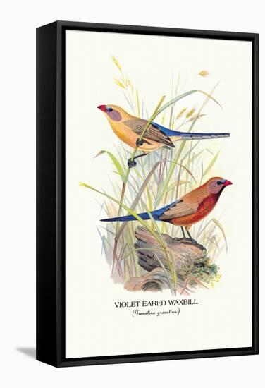 Violet Eared Waxbill-Arthur G. Butler-Framed Stretched Canvas