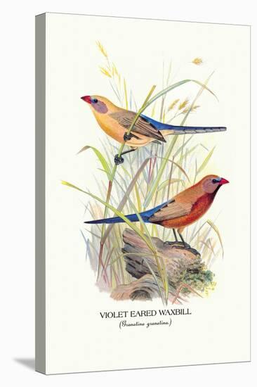 Violet Eared Waxbill-Arthur G. Butler-Stretched Canvas