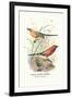 Violet Eared Waxbill-Arthur G. Butler-Framed Art Print