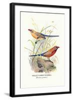 Violet Eared Waxbill-Arthur G. Butler-Framed Art Print