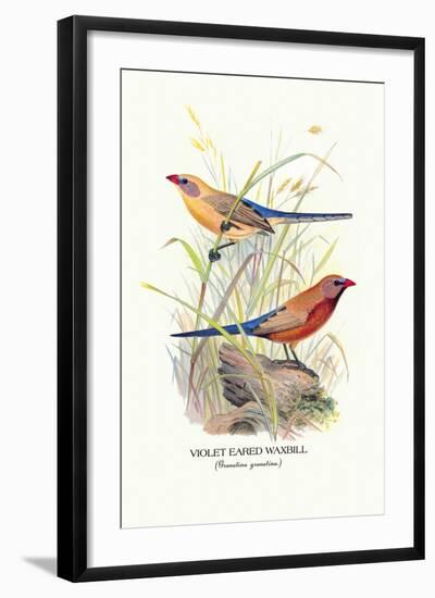 Violet Eared Waxbill-Arthur G. Butler-Framed Art Print