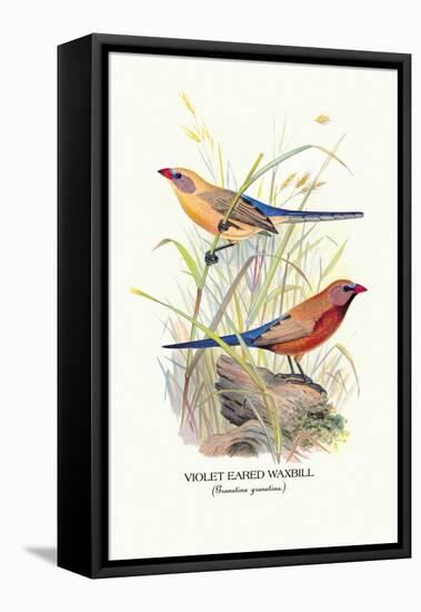 Violet Eared Waxbill-Arthur G. Butler-Framed Stretched Canvas