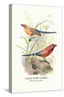 Violet Eared Waxbill-Arthur G. Butler-Stretched Canvas