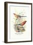 Violet Eared Waxbill-Arthur G. Butler-Framed Art Print