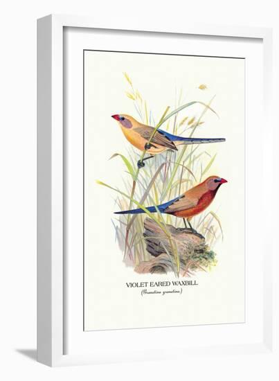 Violet Eared Waxbill-Arthur G. Butler-Framed Art Print