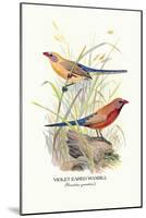 Violet Eared Waxbill-Arthur G. Butler-Mounted Art Print