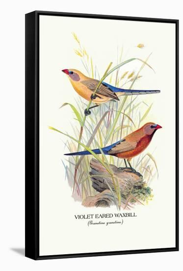 Violet Eared Waxbill-Arthur G. Butler-Framed Stretched Canvas