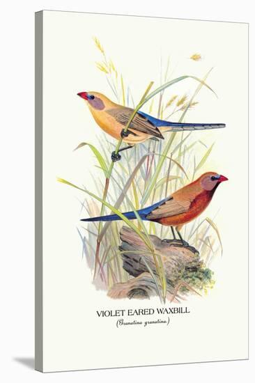 Violet Eared Waxbill-Arthur G. Butler-Stretched Canvas