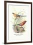 Violet Eared Waxbill-Arthur G. Butler-Framed Art Print