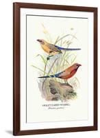 Violet Eared Waxbill-Arthur G. Butler-Framed Art Print