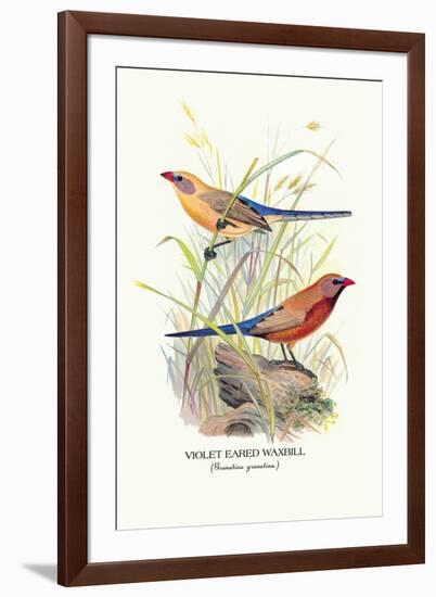 Violet Eared Waxbill-Arthur G. Butler-Framed Art Print