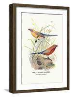 Violet Eared Waxbill-Arthur G. Butler-Framed Art Print