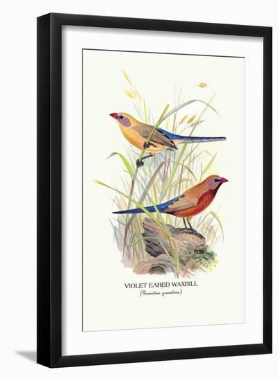 Violet Eared Waxbill-Arthur G. Butler-Framed Art Print