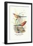 Violet Eared Waxbill-Arthur G. Butler-Framed Art Print