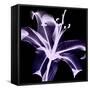 Violet Explosion-Albert Koetsier-Framed Stretched Canvas