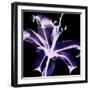 Violet Explosion-Albert Koetsier-Framed Photographic Print