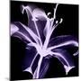 Violet Explosion-Albert Koetsier-Mounted Photographic Print