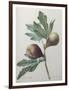 Violet Fig-Pierre-Joseph Redoute-Framed Art Print