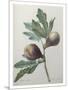 Violet Fig-Pierre-Joseph Redoute-Mounted Art Print