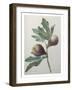 Violet Fig-Pierre-Joseph Redoute-Framed Art Print