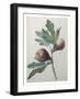 Violet Fig-Pierre-Joseph Redoute-Framed Art Print