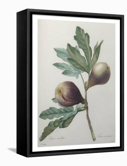 Violet Fig-Pierre-Joseph Redoute-Framed Stretched Canvas