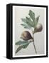 Violet Fig-Pierre-Joseph Redoute-Framed Stretched Canvas