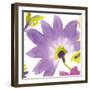 Violet Flower II-Sandra Jacobs-Framed Giclee Print