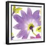 Violet Flower II-Sandra Jacobs-Framed Giclee Print