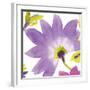 Violet Flower II-Sandra Jacobs-Framed Giclee Print