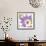 Violet Flower II-Sandra Jacobs-Framed Giclee Print displayed on a wall