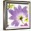 Violet Flower II-Sandra Jacobs-Framed Giclee Print